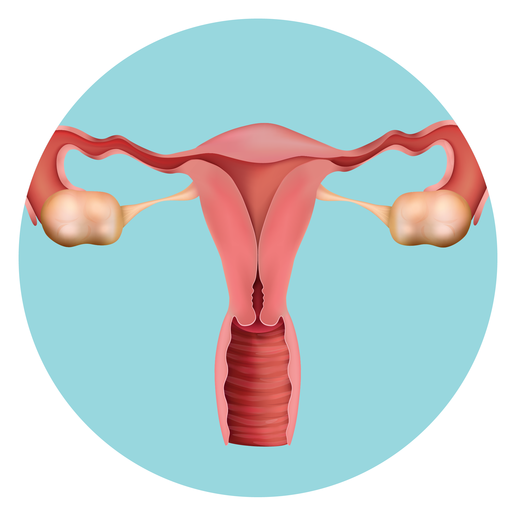 Organ Intim Wanita